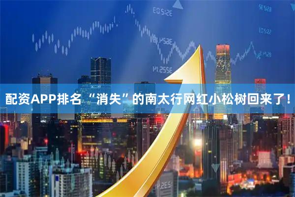 配资APP排名 “消失”的南太行网红小松树回来了！
